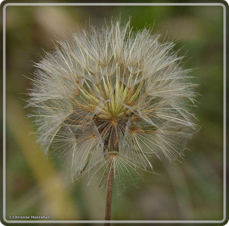 Goat's beard (Tragopogon dubius)