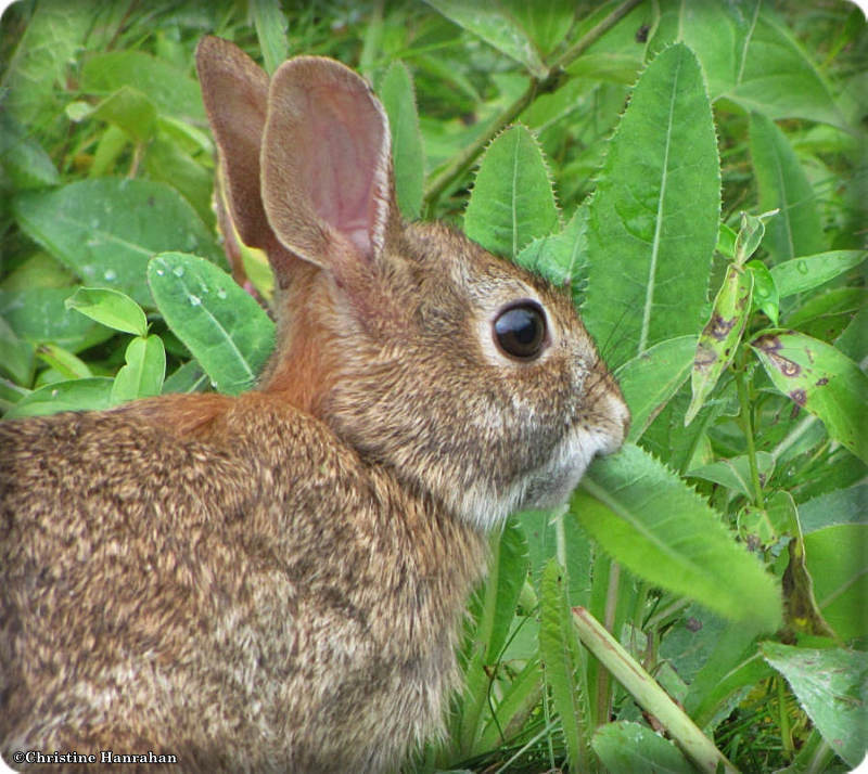 Eastern cottontail rabbit  (Sylvilagus floridanus)