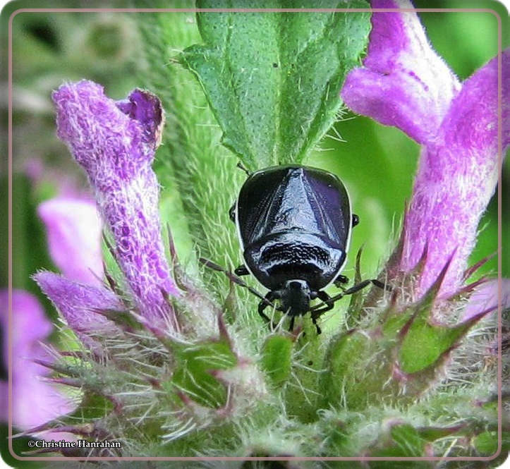 Burrower bug (<em>Sehirus cinctus</em>) on Stachys