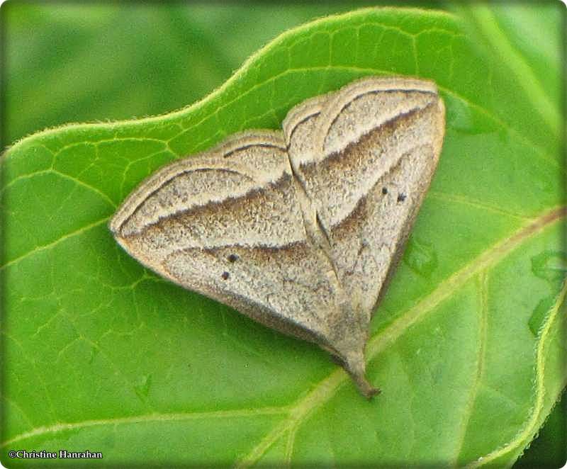 Litter Moths (Family Erebidae: various subfamilies) 8322 to 8491