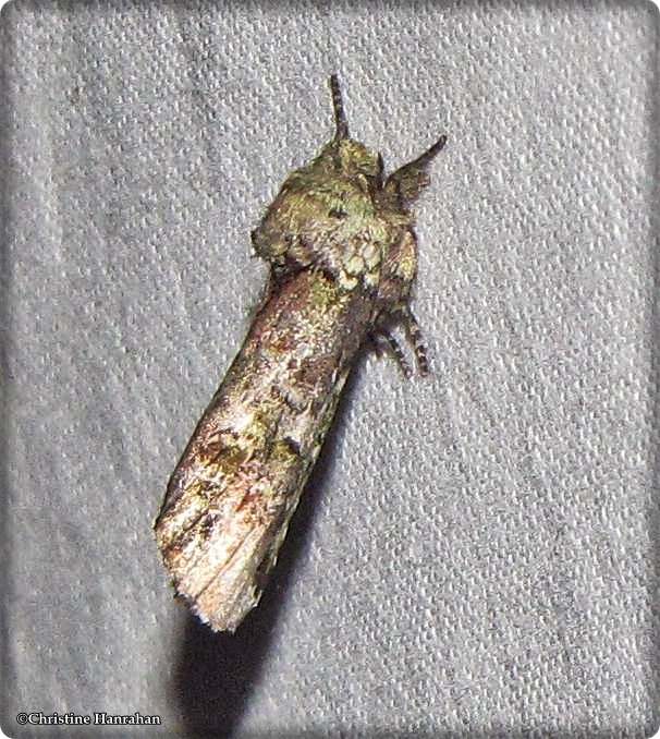 Unicorn prominent (<em>Schizura unicornis</em>), #8007