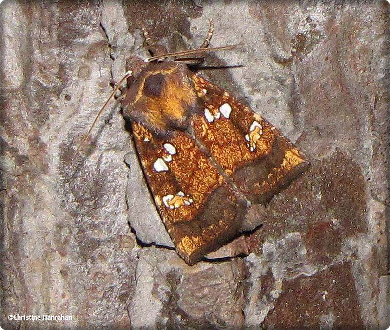 Borer moth   (Papaipema)