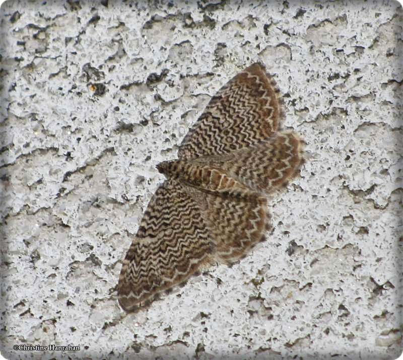 Scallop Shell Moths (Complex Hydria undulata)