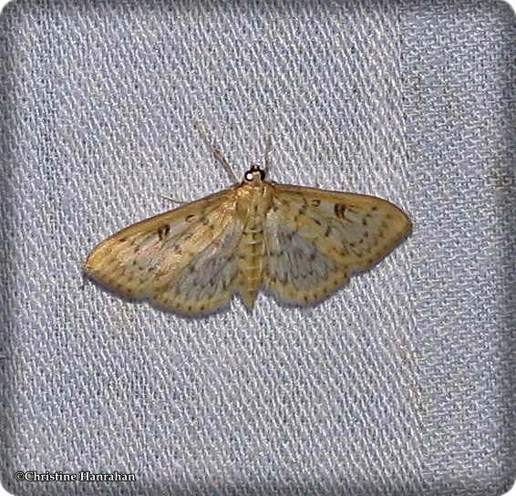Herpetogramma moth (Herpetogramma)