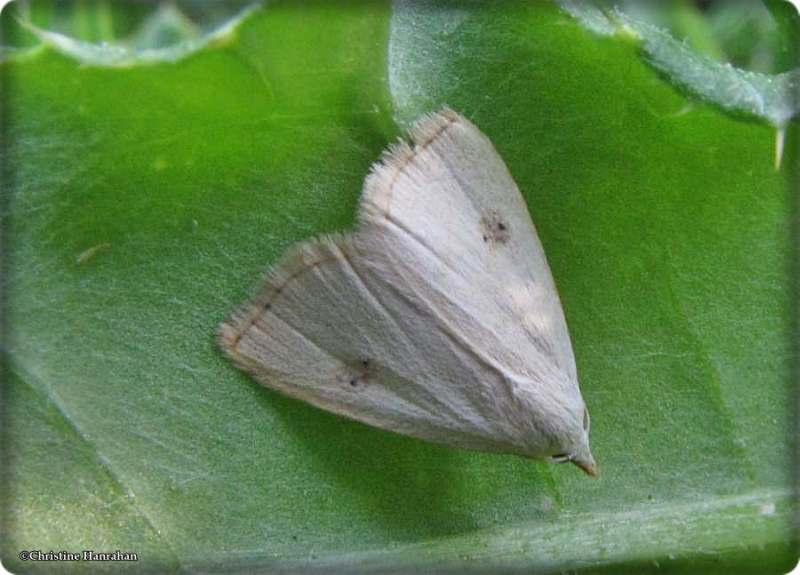 Spotted grass moth (<em>Rivula propinqualis</em>), #8404