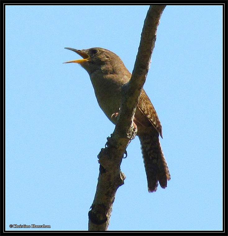 House Wren