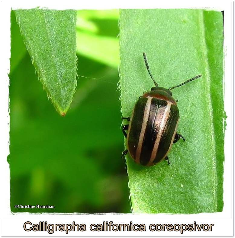California calligrapha beetle (Calligrapha californica coreopsivora)