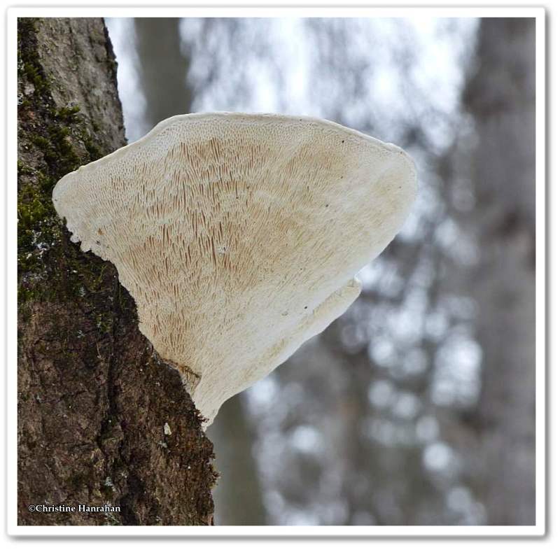 Bracket fungus (polypore species)