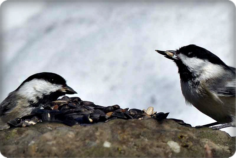 Black-capped chickadees