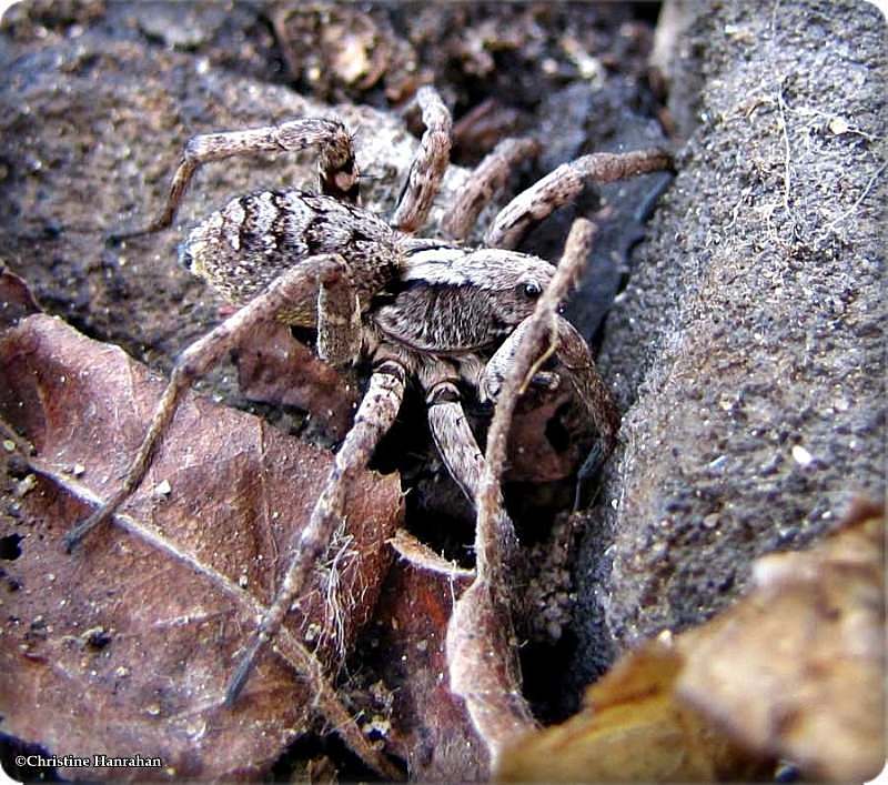 Wolf spider (Alopecosa)