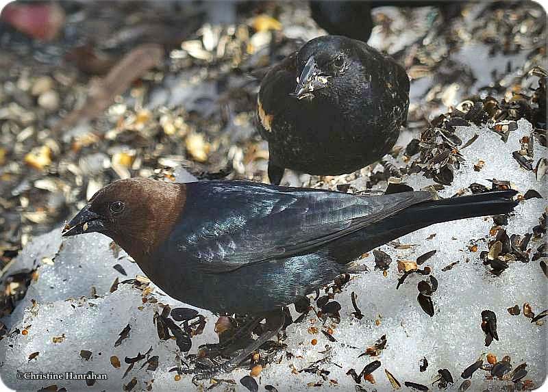 Brown-headed cowbird and red-winged blackbird, males