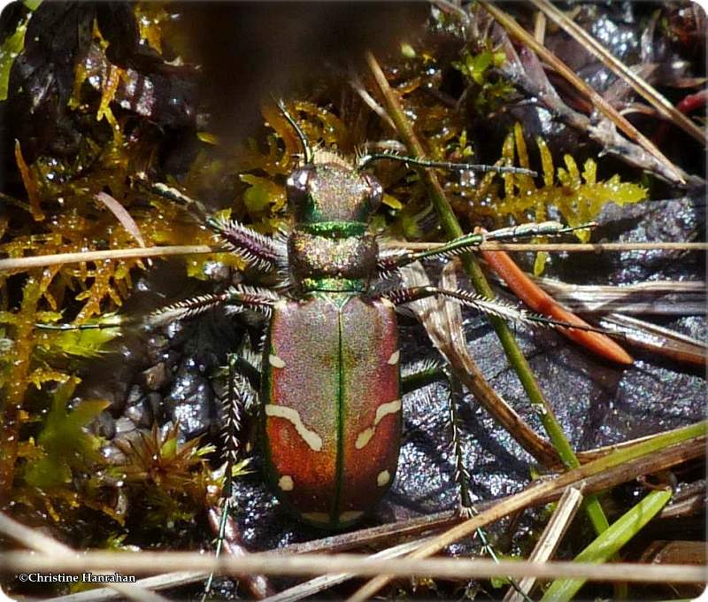 Green-margined tiger beetle (Cicindela limbalis)