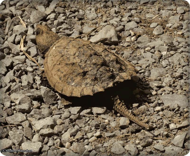 Snapping turtle (Chelydra serpentina)