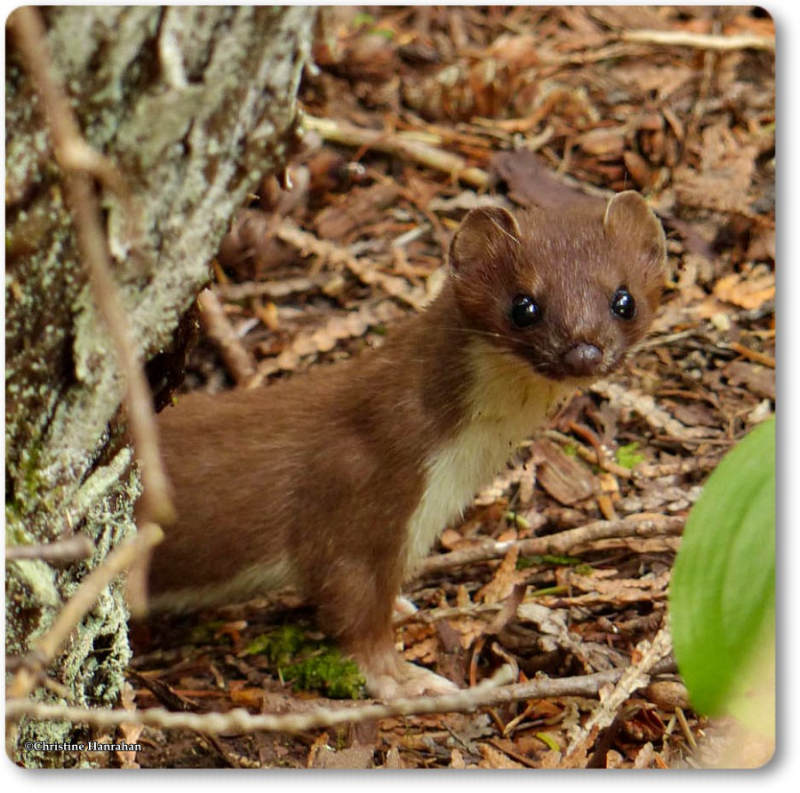 Short-tailed weasel/Ermine (Mustela erminea)