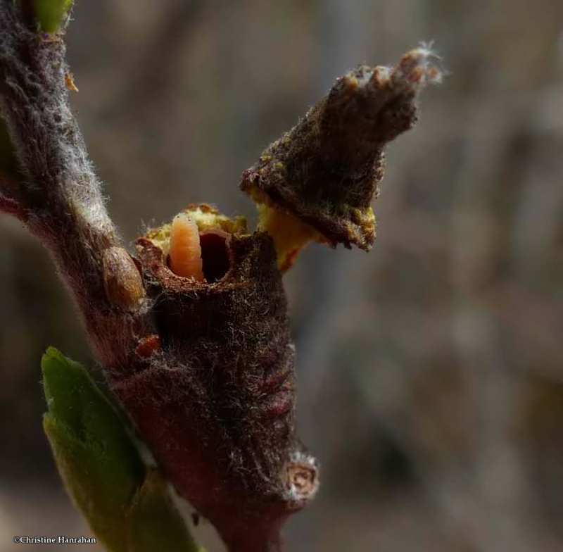 Willow gall with larva