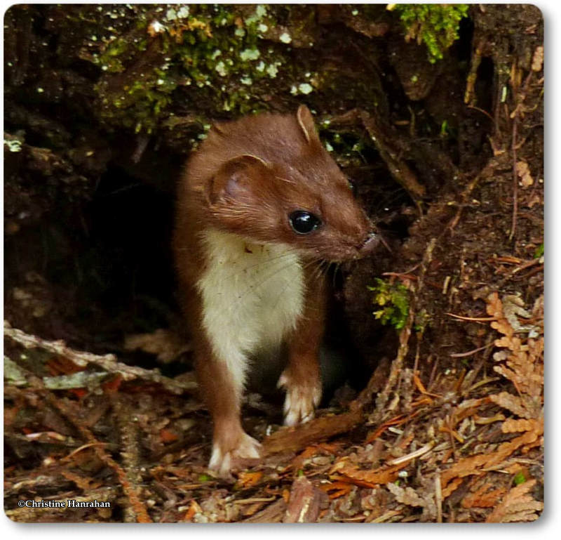 Short-tailed weasel/Ermine (Mustela erminea)