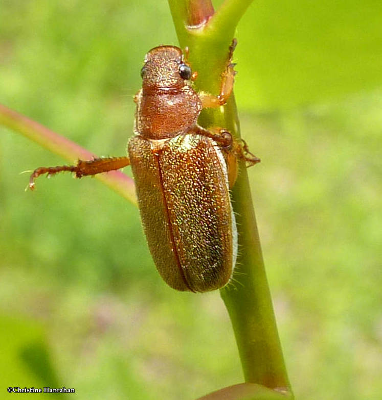 Scarab beetle (Dichelonyx)