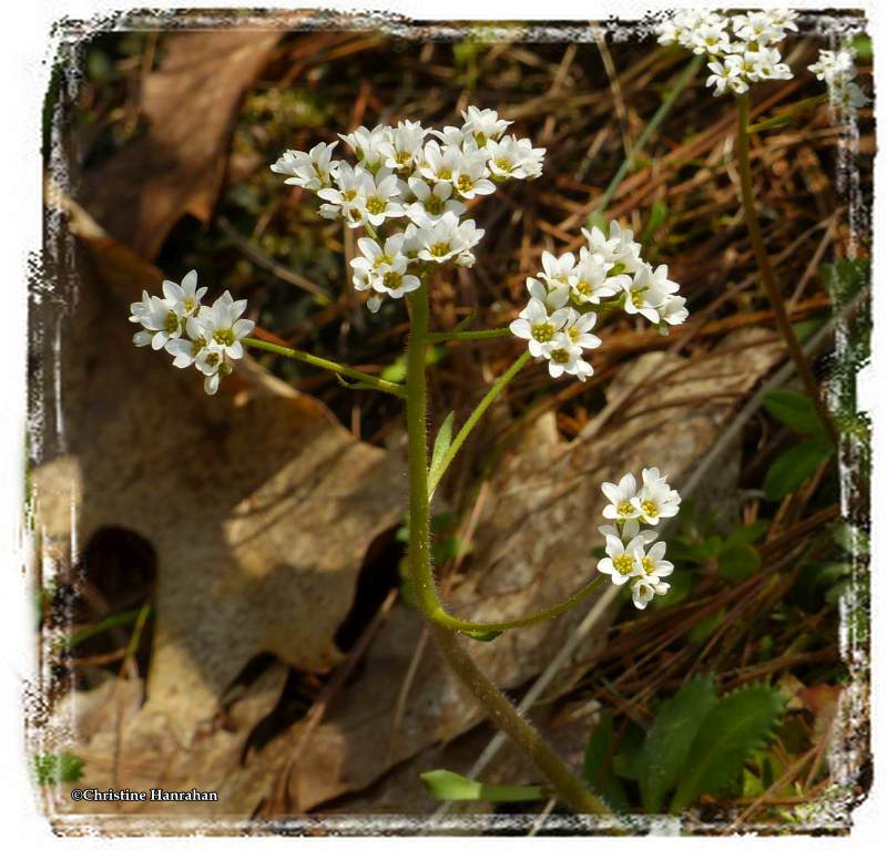 Saxifrage (Saxifraga virginiensis)