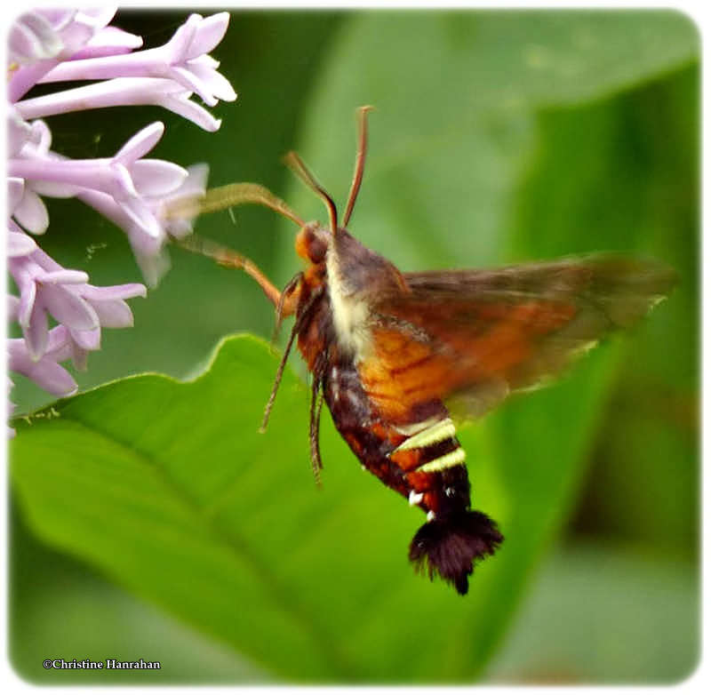 Nessus sphinx moth (Amphion foridensis), #7873