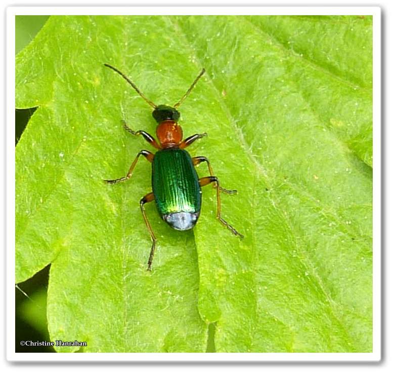 Ground beetle (Calleida)