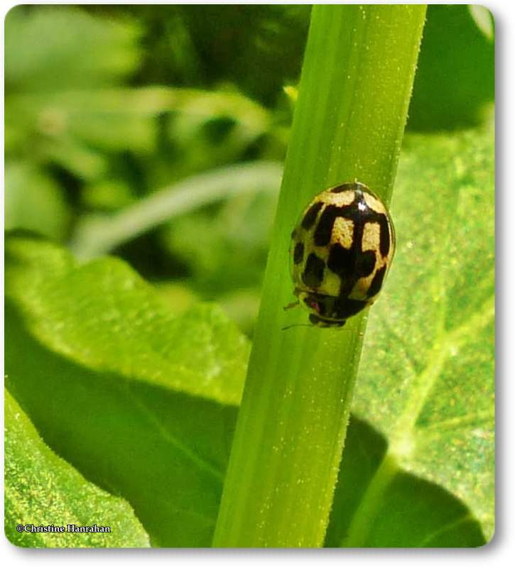 Fourteen spotted lady beetle (Propylea quatuordecimpunctata)