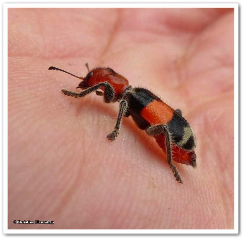 Checkered beetle (Enoclerus muttkowskii)