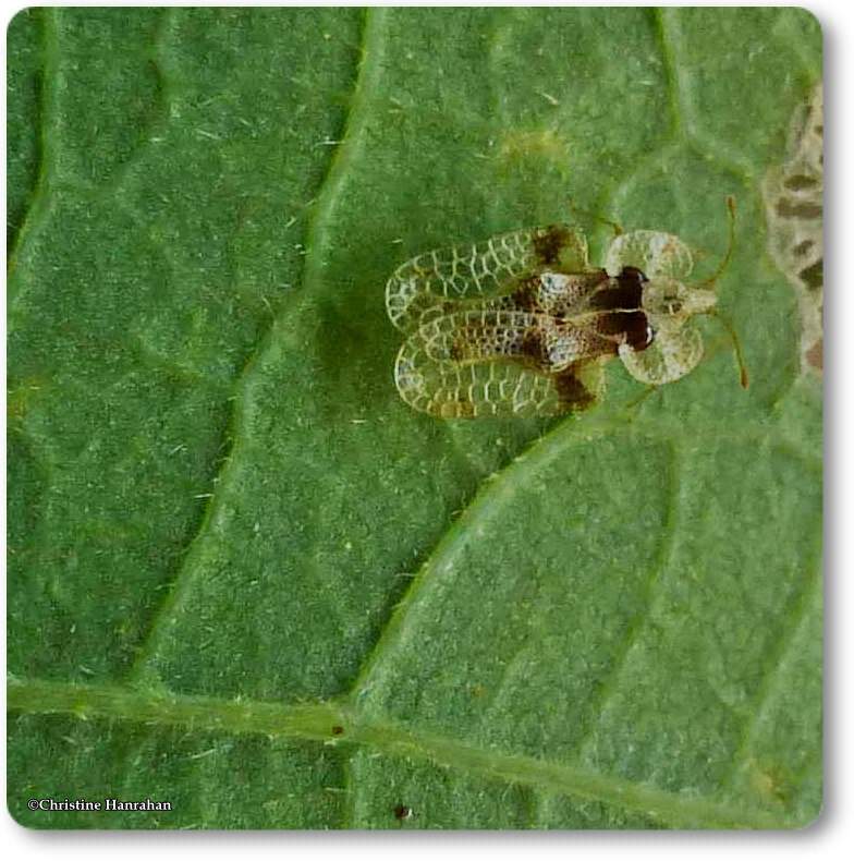 Lace bug (Corythucha)