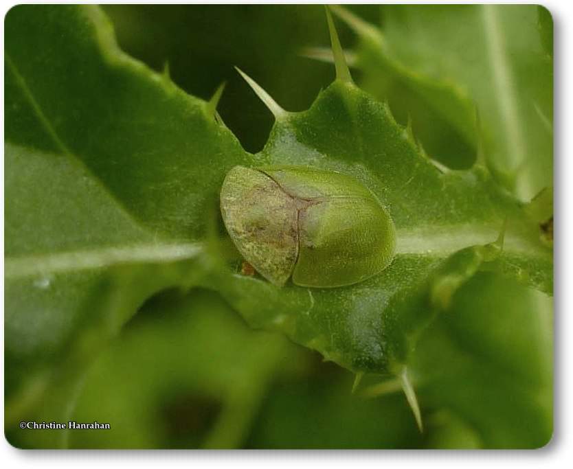 Green tortoise beetle  (<em>Cassida</em>)