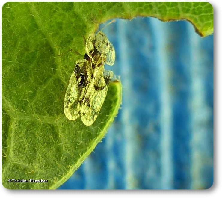 Lace bug (Corythucha)