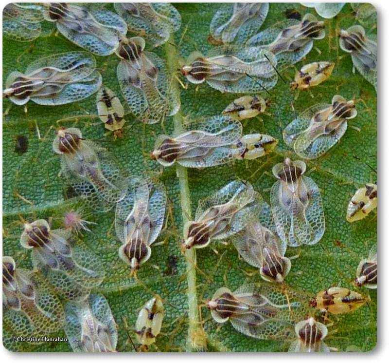 Lace bugs, basswood(Gargaphia tiliae)