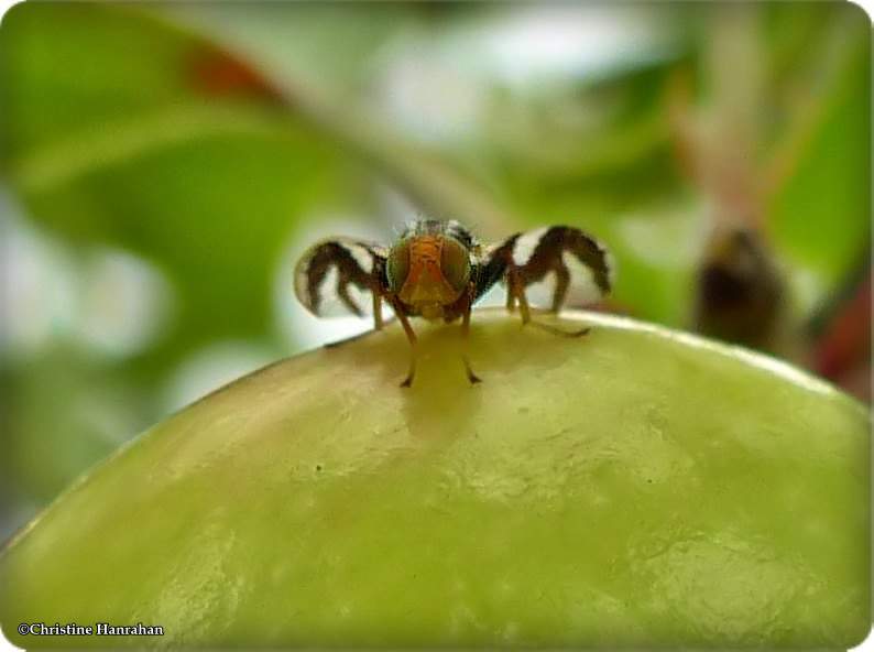 Apple maggot fly (Rhagoletis pomonella)