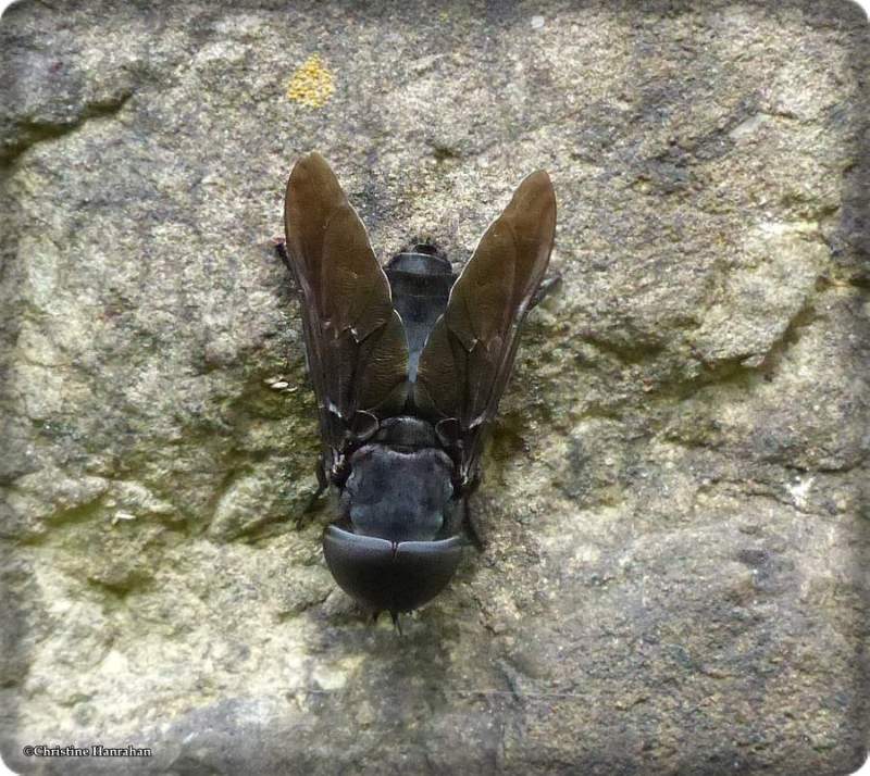 Black horse fly (Tabanus atratus)