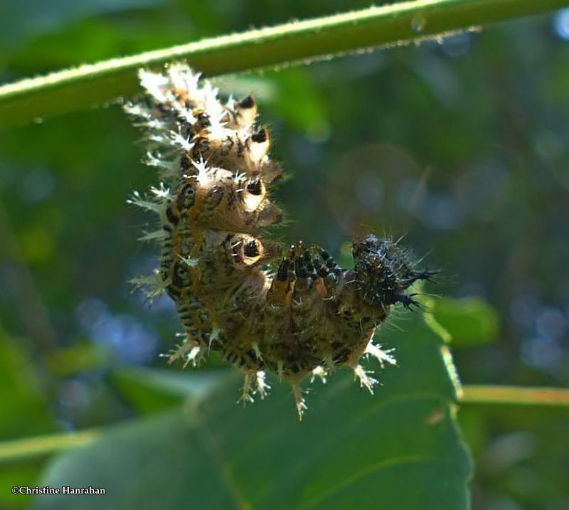 Polygonia sp. (butterfly) larva
