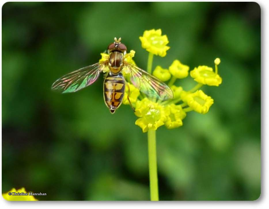 Hover  fly (<em>Toxomerus marginatus</em>)