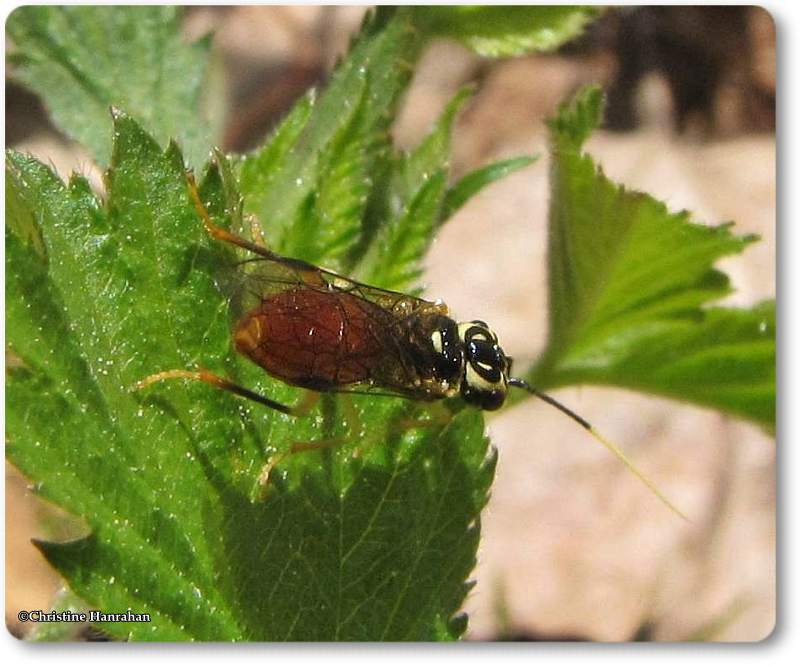 Sawfly (Onycholyda luteicornis)