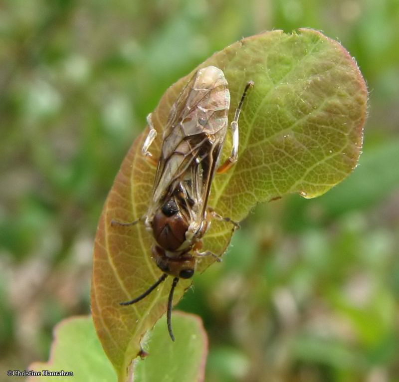 Sawfly (Zaschizonyx montana)