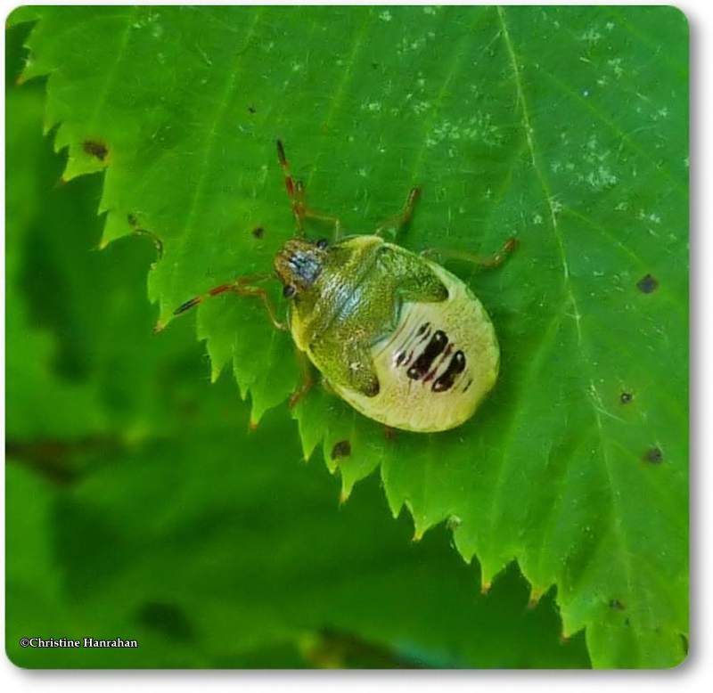 Stinkbug, green, nymph (Chinavia hilaris)