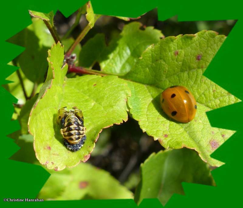 Seven-spotted lady beetle (Coccinella septempunctata)