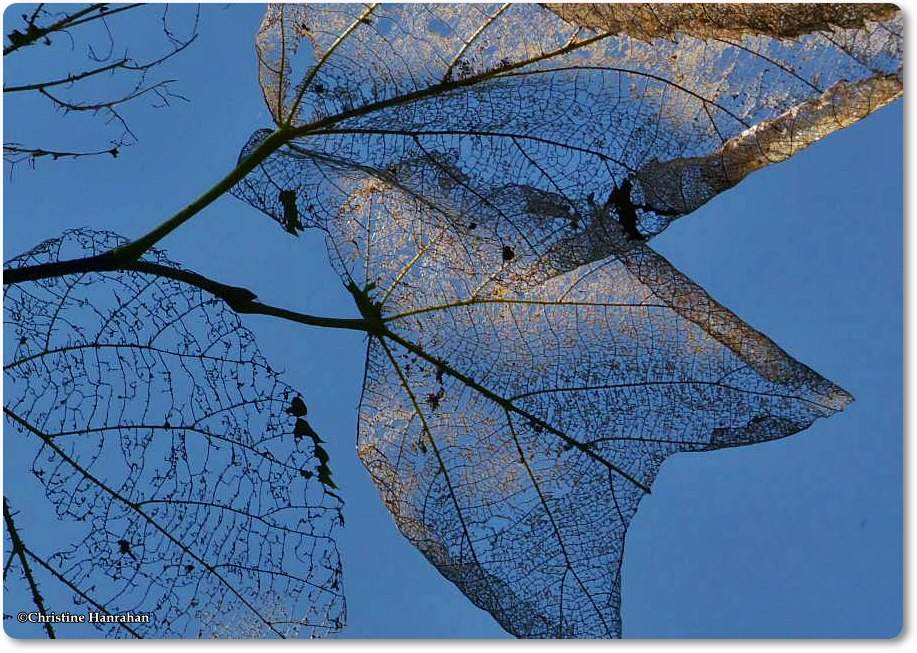 Skeletonized basswood leaves