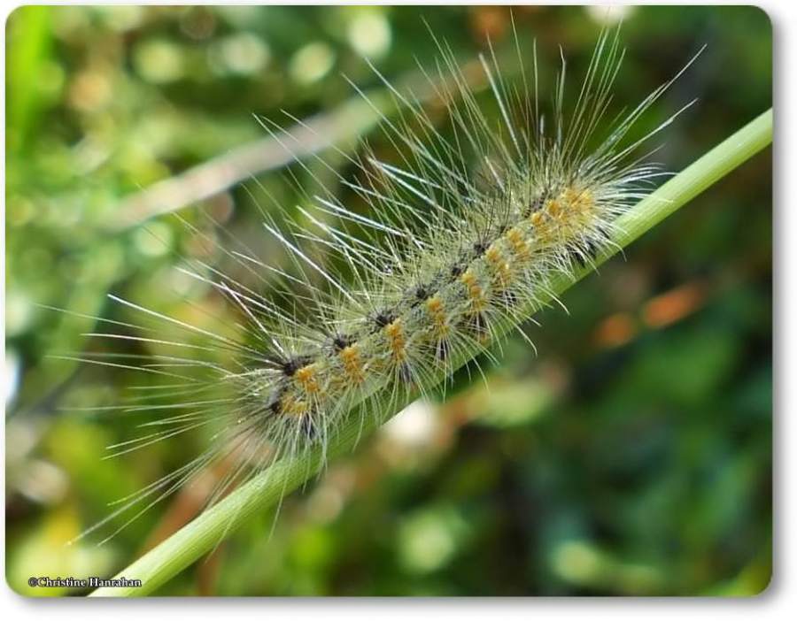 Fall webworm (<em>Hyphantria cunea</em>), #8140