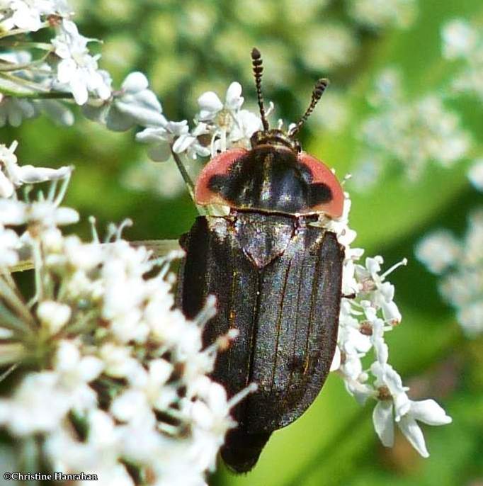 Carrion beetle (Oiceoptoma noveboracense)