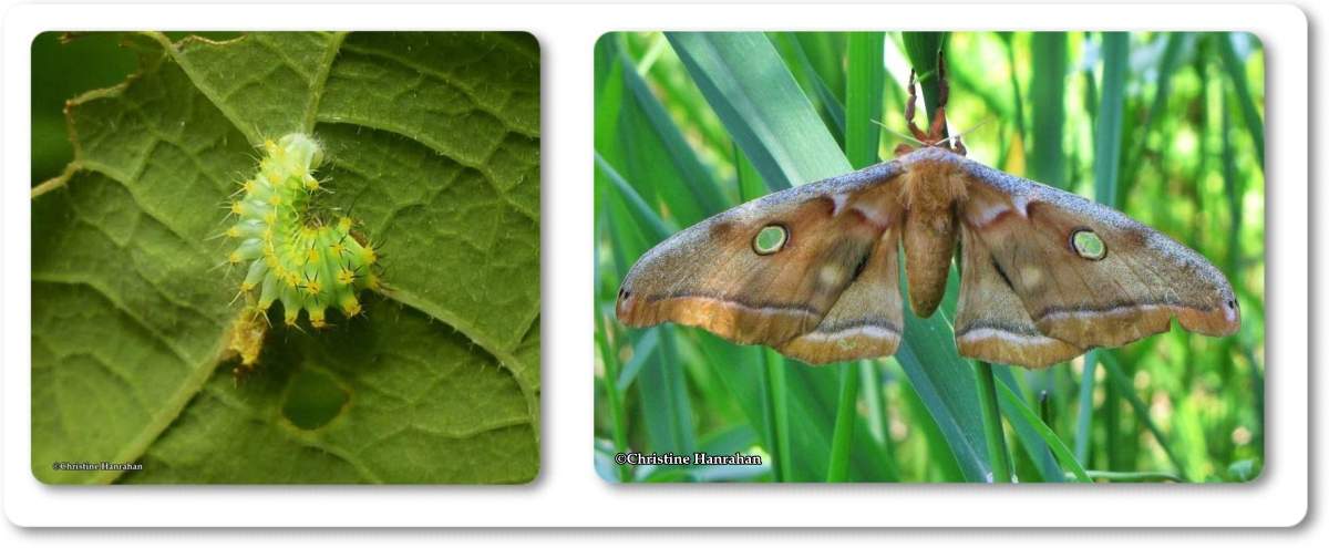 Polyphemus moth caterpillar (<em>Antheraea polyphemus</em>), #7757