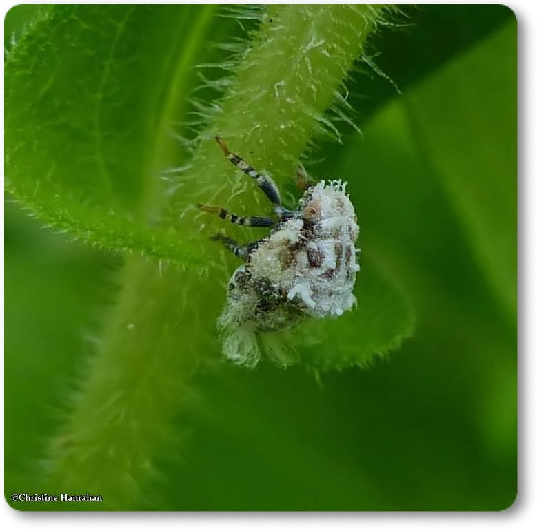 Planthopper nymph (Acanalonia)
