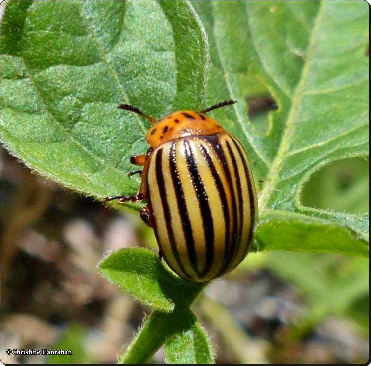 Colorado potato beetle (<em>Leptinotarsa decemlineata</em>)