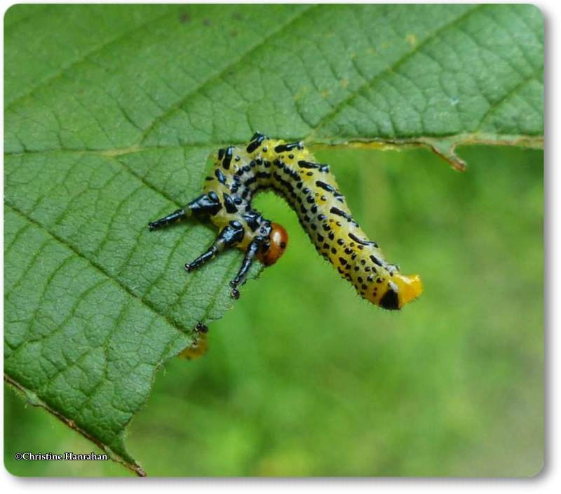 Elm argid sawfly larvae (Arge scapularis)