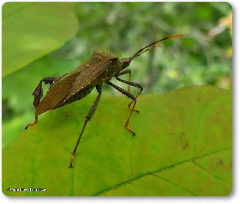 Leaf-footed Bug (Acanthocephala terminalis)