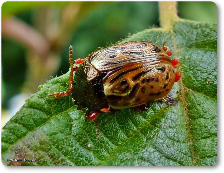 Russett alder leaf beetle (<em>Calligrapha alni</em>)