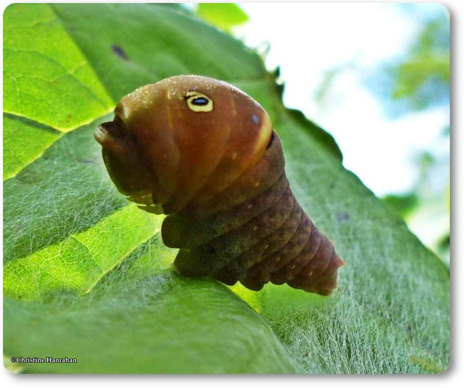 Canadian tiger swallowtail larva (<em>Papilio canadensis</em>)