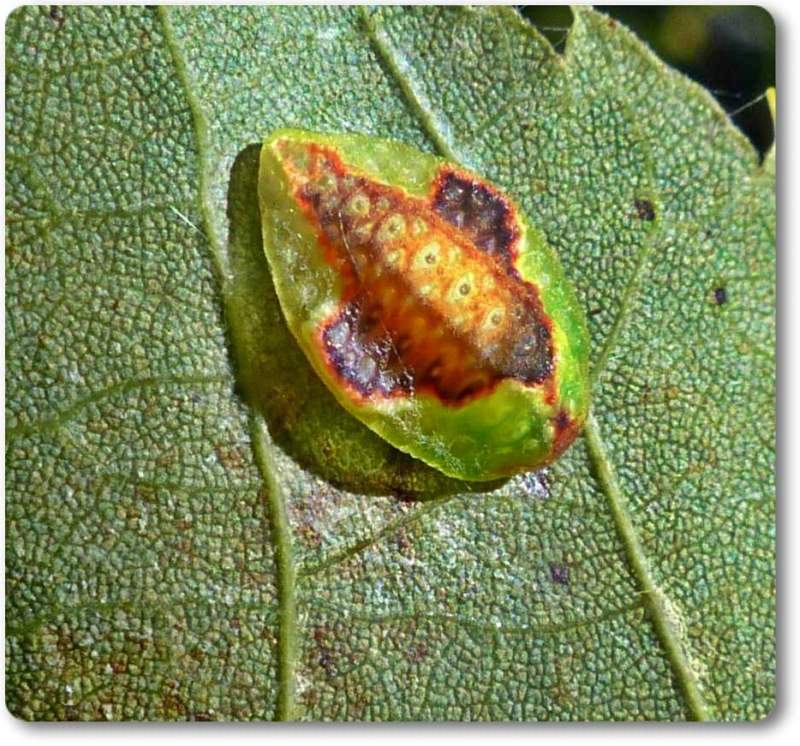 Red-crossed button slug caterpillar (Tortricidia pallida), #4653