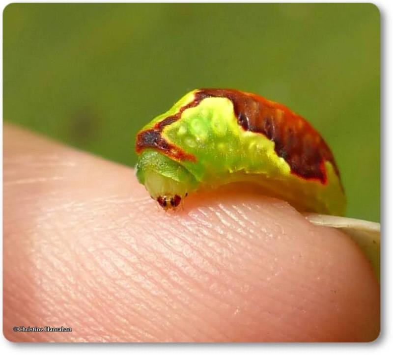 Red-crossed button slug caterpillar (Tortricidia pallida), #4653